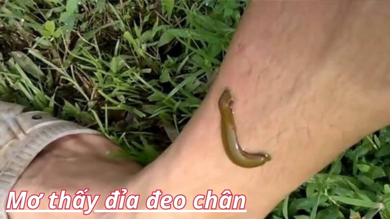 Những bộ số may mắn đánh là trúng khi mơ thấy đỉa